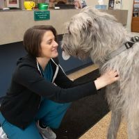 Morrison Animal Hospital ico