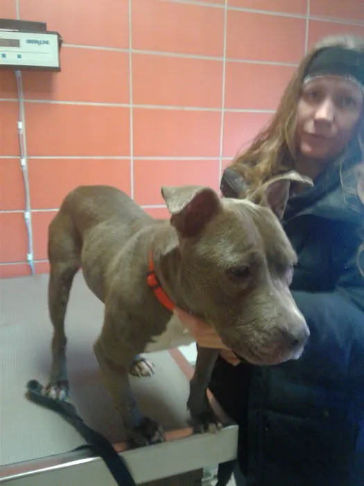 Rossoni Animal Hospital 8
