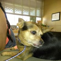 Rossoni Animal Hospital ico