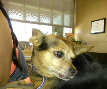Rossoni Animal Hospital