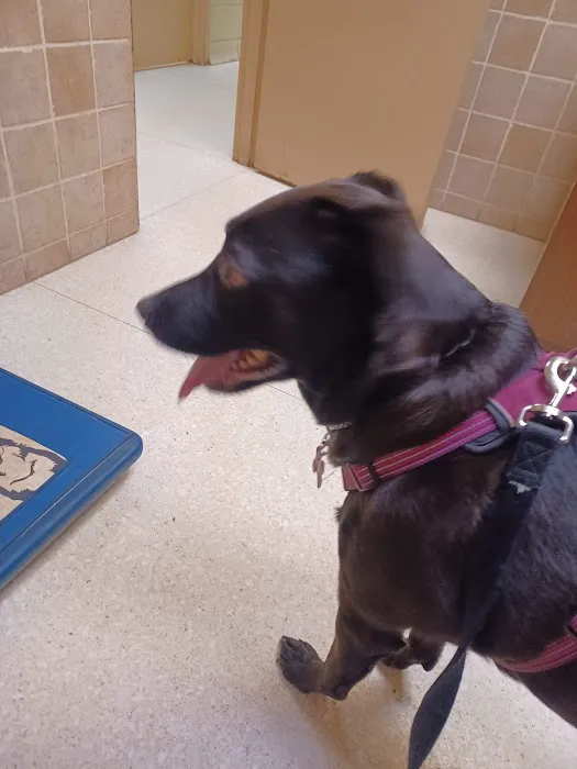 Rossoni Animal Hospital 7
