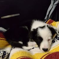Vetco Vaccination Clinic ico