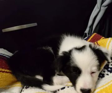 Vetco Vaccination Clinic