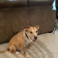 Michigan Veterinary Total Health Care ico