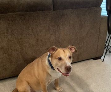 Michigan Veterinary Total Health Care