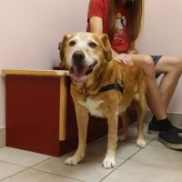 A W Animal Hospital ico