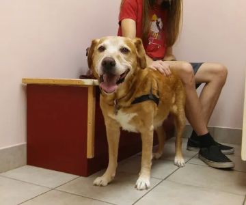A W Animal Hospital