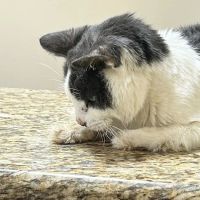 Healing Care Animal Hospital ico
