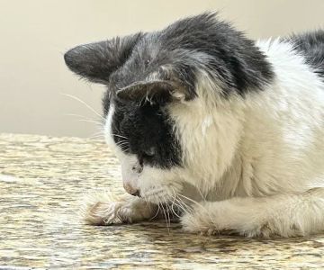 Healing Care Animal Hospital