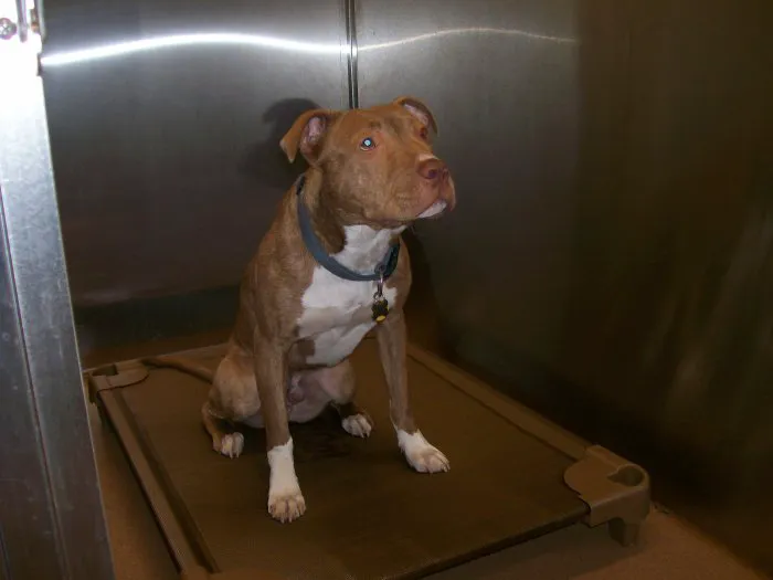 VCA Allen Park Animal Hospital 4
