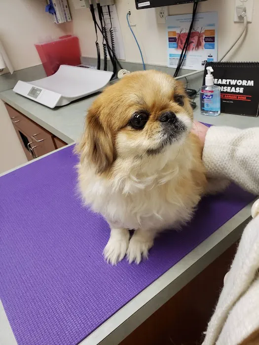 VCA Allen Park Animal Hospital 6