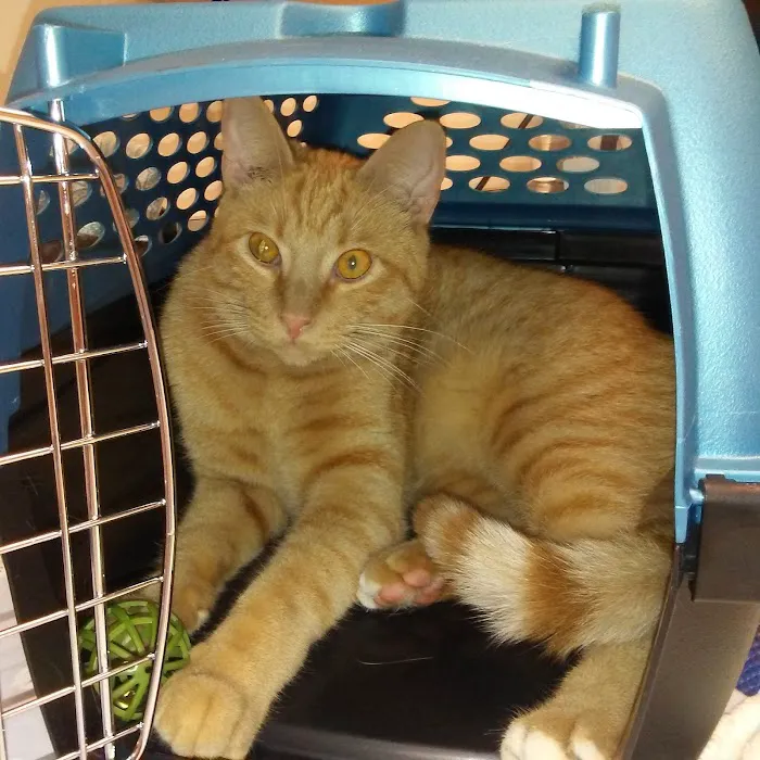 VCA Allen Park Animal Hospital 7