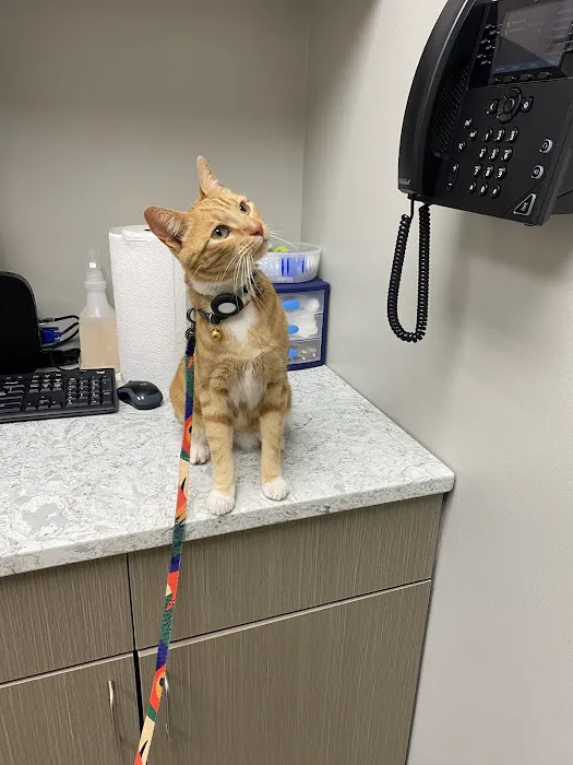 VCA Allen Park Animal Hospital 3