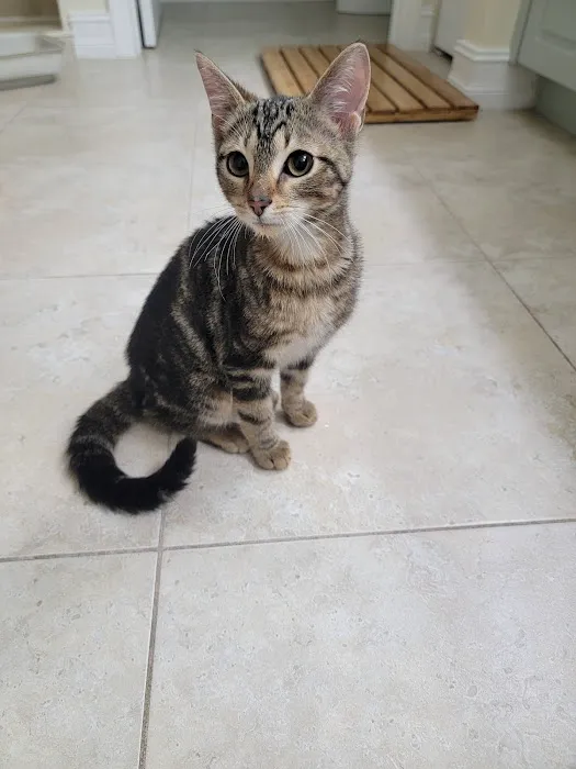Collins Animal Hospital 1