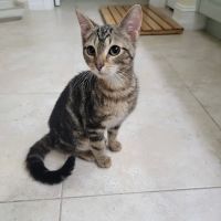 Collins Animal Hospital ico