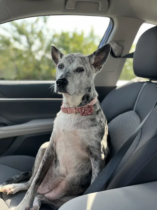 Collins Animal Hospital 8