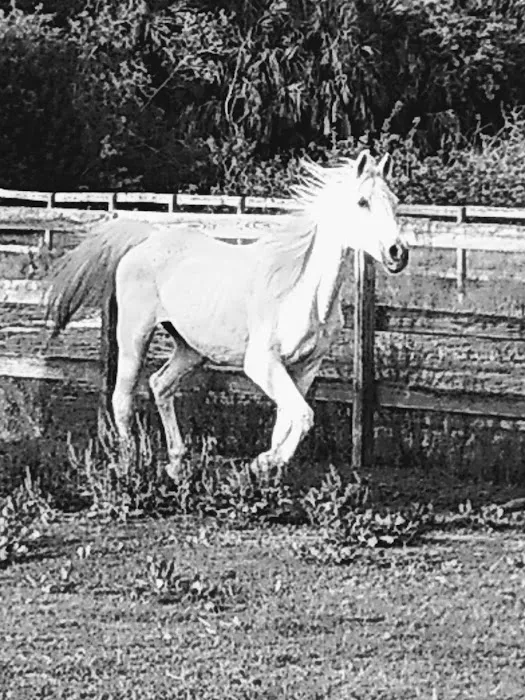 Equine Wellness and Performance of Central Florida 3