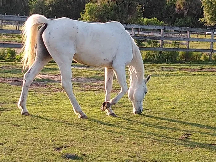 Equine Wellness and Performance of Central Florida 7