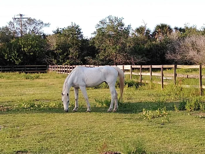 Equine Wellness and Performance of Central Florida 4