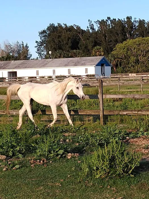 Equine Wellness and Performance of Central Florida 6