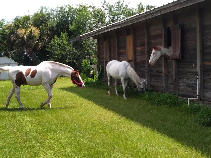 Equine Wellness and Performance of Central Florida 5