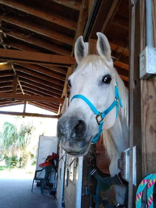 Equine Wellness and Performance of Central Florida 8