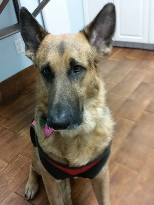 Island Animal Hospital in Merritt Island 1