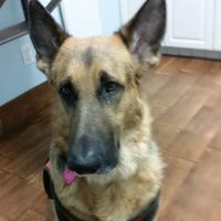 Island Animal Hospital in Merritt Island ico