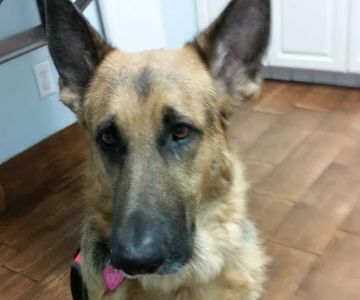 Island Animal Hospital in Merritt Island