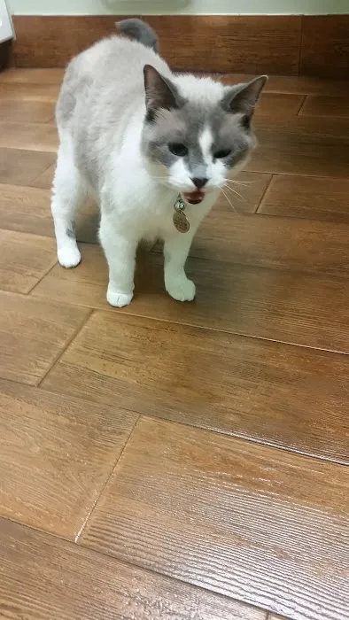 Island Animal Hospital in Merritt Island 7
