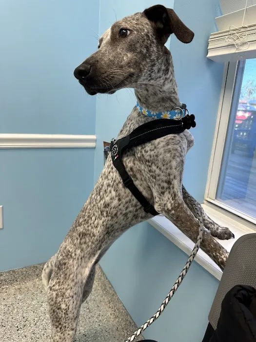 Island Animal Hospital in Merritt Island 2