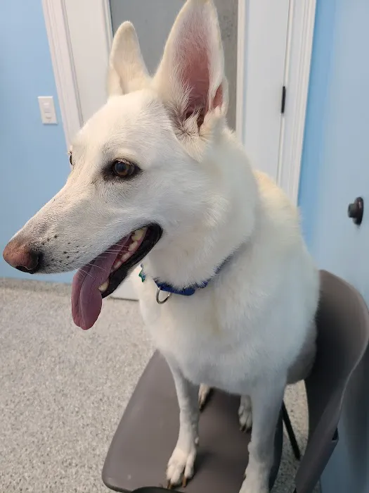 Island Animal Hospital in Merritt Island 9