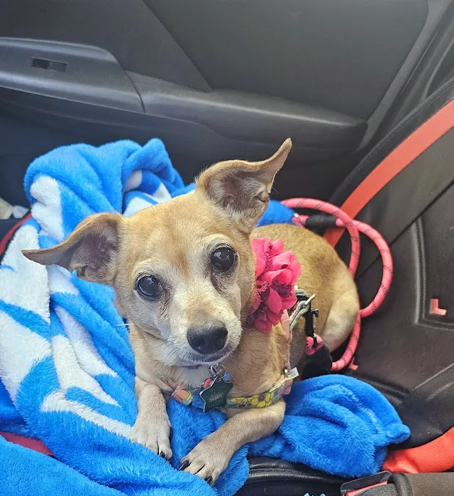 Island Animal Hospital in Merritt Island 4