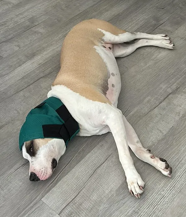 Island Animal Hospital in Merritt Island 3