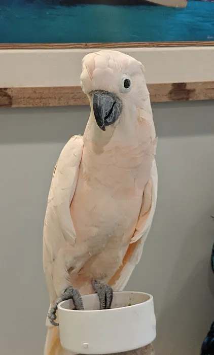 Island Animal Hospital in Merritt Island 8