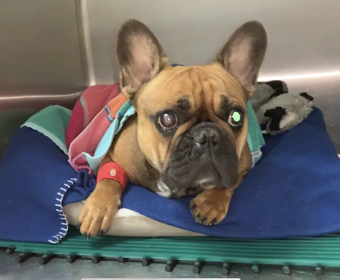 Brevard Veterinary Hospital 6