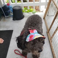Brevard Veterinary Hospital ico