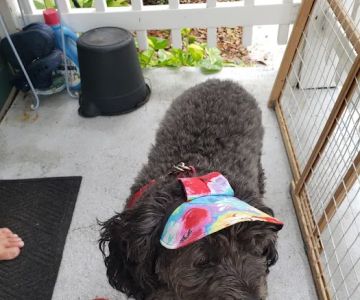 Brevard Veterinary Hospital