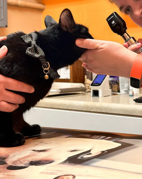 Clearlake Animal Hospital 2