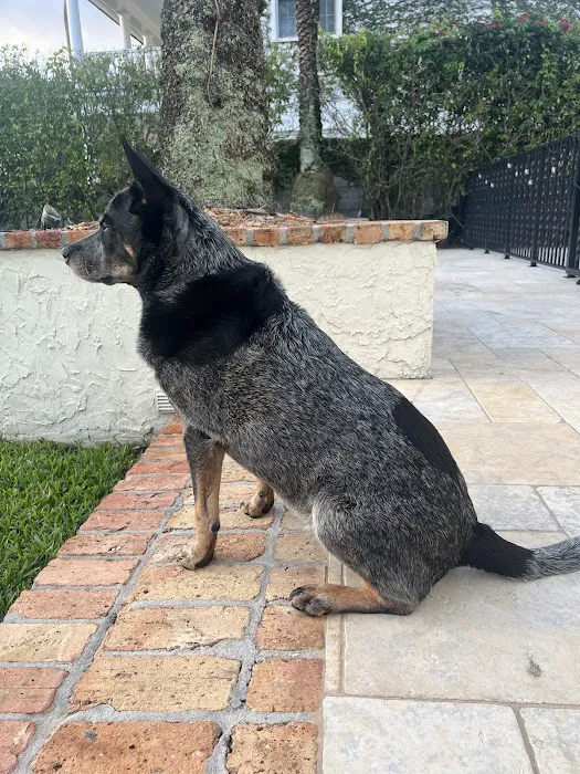 Clearlake Animal Hospital 8