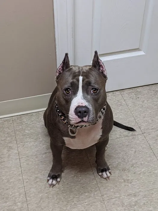 Clearlake Animal Hospital 3