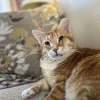 Clearlake Animal Hospital ico