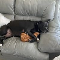 Animal Clinic of Merritt Island ico