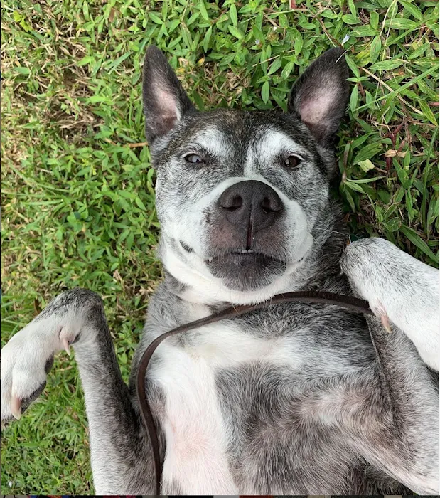 Animal Clinic of Merritt Island 9