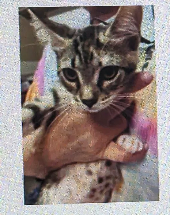 Brevard Humane Society Spay / Neuter & Wellness Clinic 1