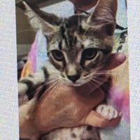 Brevard Humane Society Spay / Neuter & Wellness Clinic ico