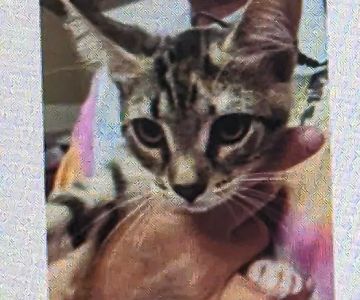 Brevard Humane Society Spay / Neuter & Wellness Clinic