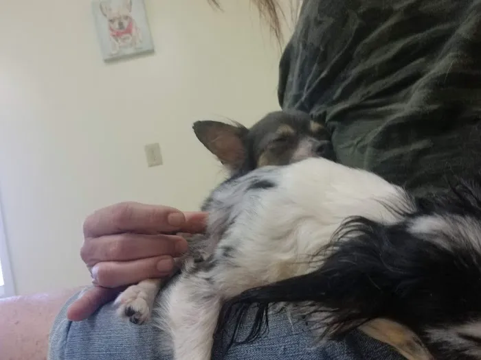 Lowrys Animal Hospital 8