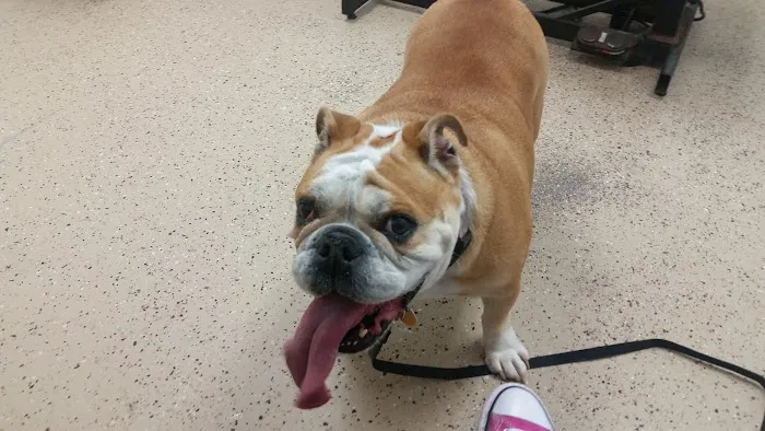 Lowrys Animal Hospital 2