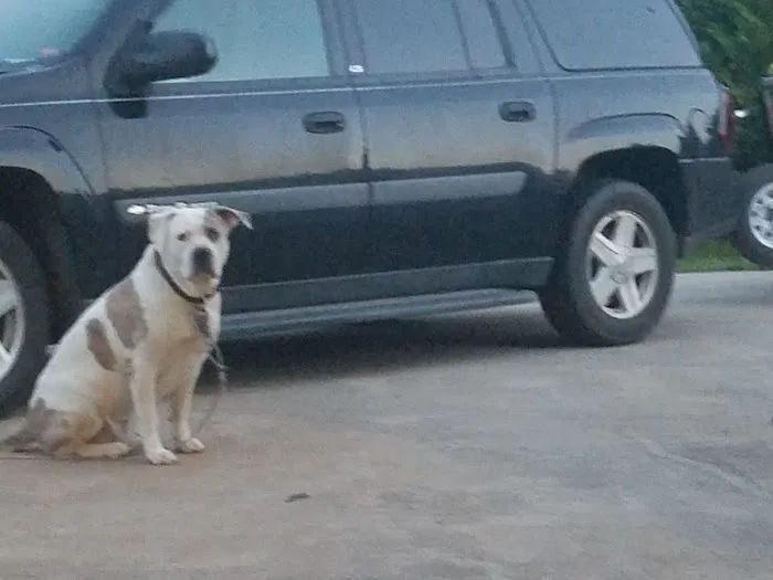 Lowrys Animal Hospital 4